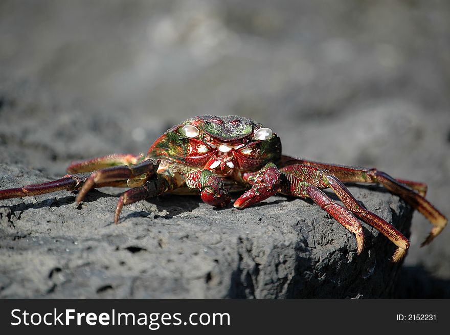 Dead Red and Green Crab on the Lava at Kaena Point