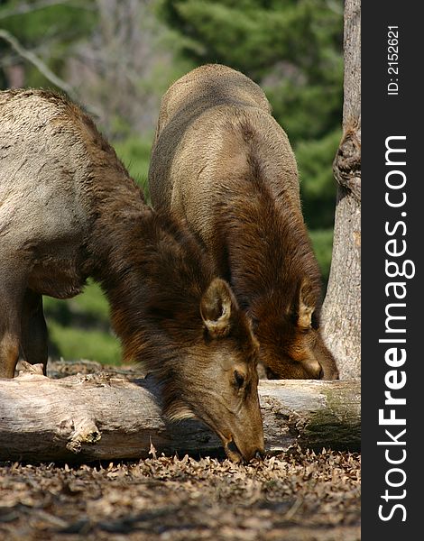 Two female elk eating in the forest.