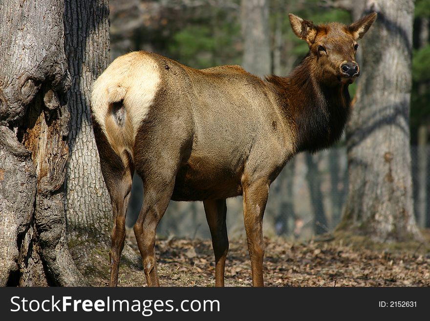 An elk standing in the forest. An elk standing in the forest.