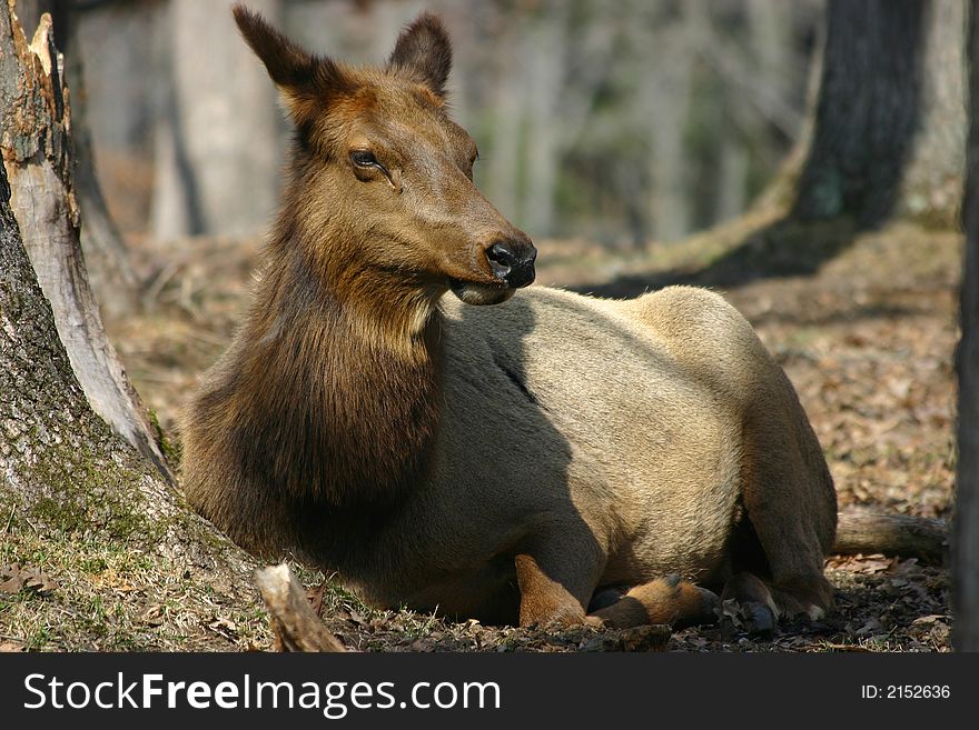 An elk relaxing in the woods. An elk relaxing in the woods.