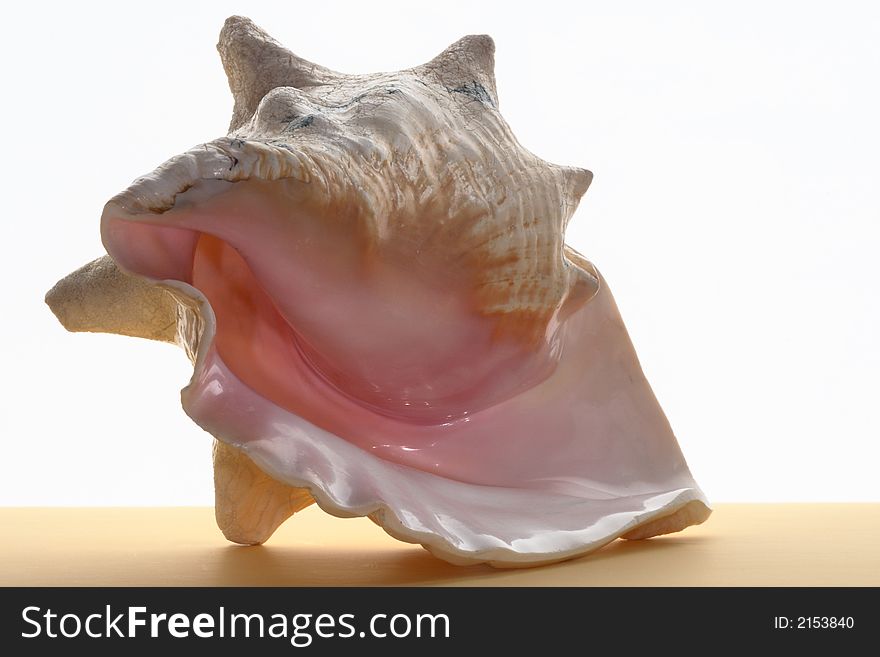 Decorative sea shell of the Red Sea. Decorative sea shell of the Red Sea