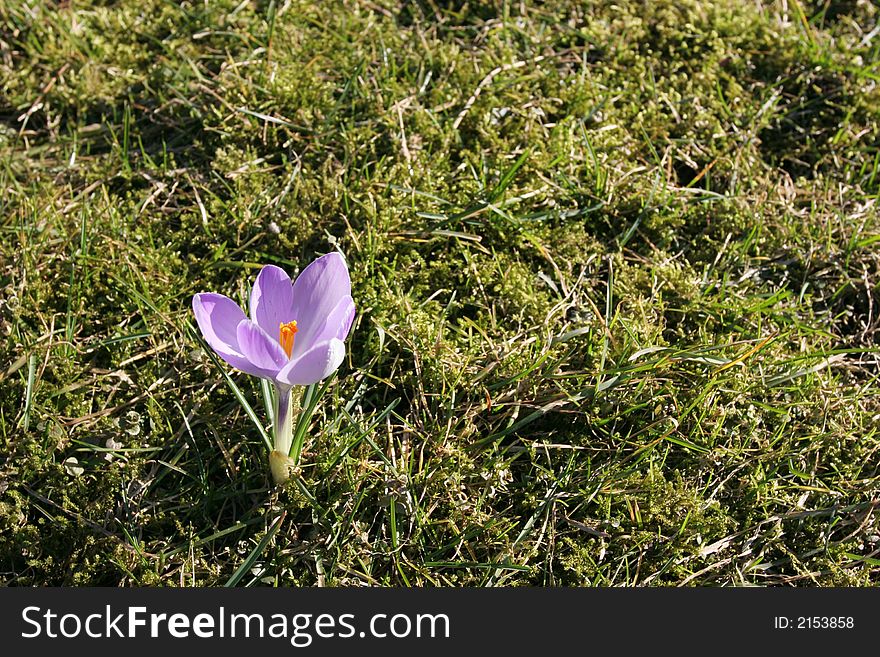 First spring flower and green grass (Crocus - Crocus longiflorus). First spring flower and green grass (Crocus - Crocus longiflorus)