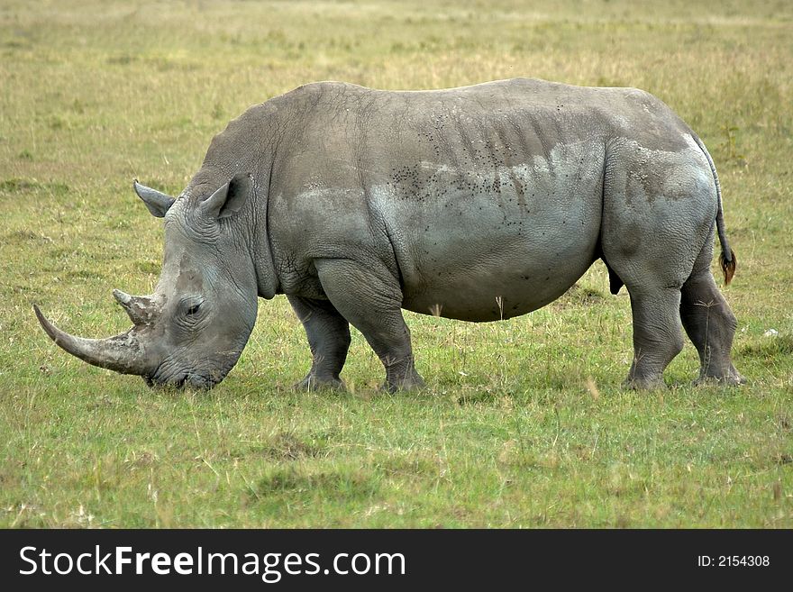 Single African rhinoceros eating grass.