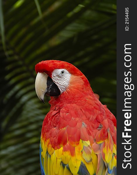 Solitary macaw on a natural green background. Solitary macaw on a natural green background