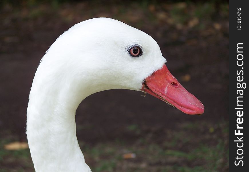 portrait of a white goose