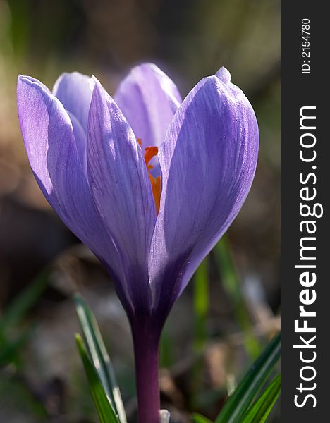 Close-up photo of purple crocus flower. Close-up photo of purple crocus flower