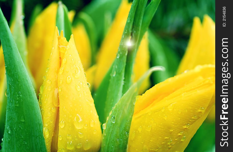 Fresh yellow tulips with water drops, re- upload of ID 2075666
