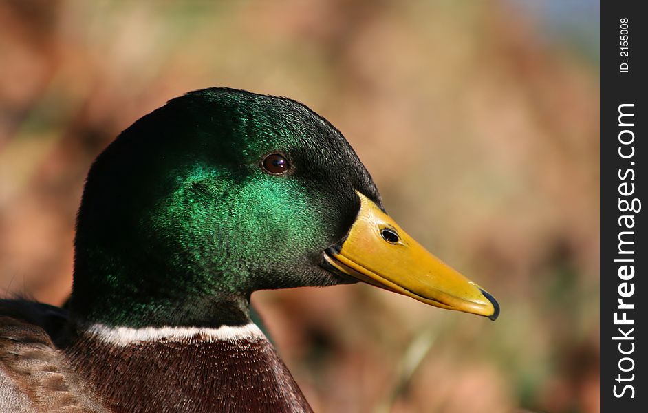 Portrait of duck