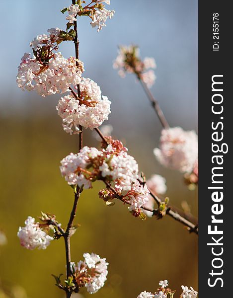 White-pink blossom on tree branches in spring, blurry background, vertical. White-pink blossom on tree branches in spring, blurry background, vertical