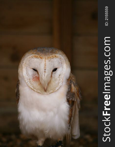 Barn Owl roosting in a shed