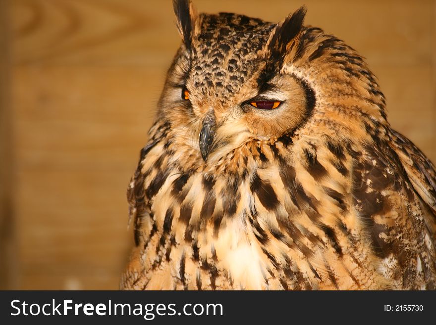 Bengal Eagle Owl roosting in a shed