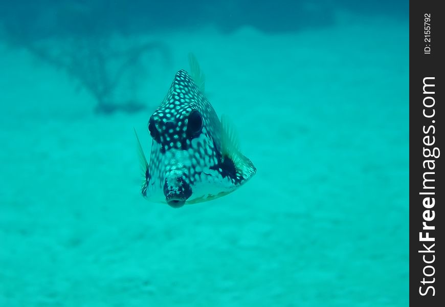 Trunk fish from the caribean seas