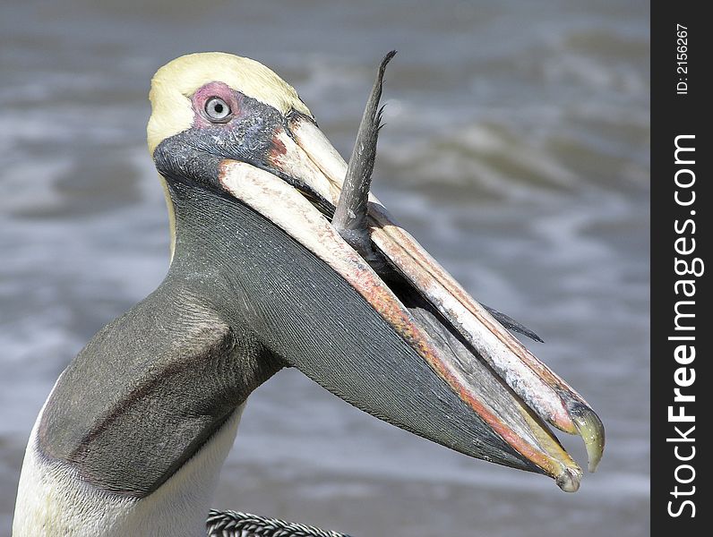 The greedy pelican trying to swallow fish in Puerto Vallarta, Mexico.