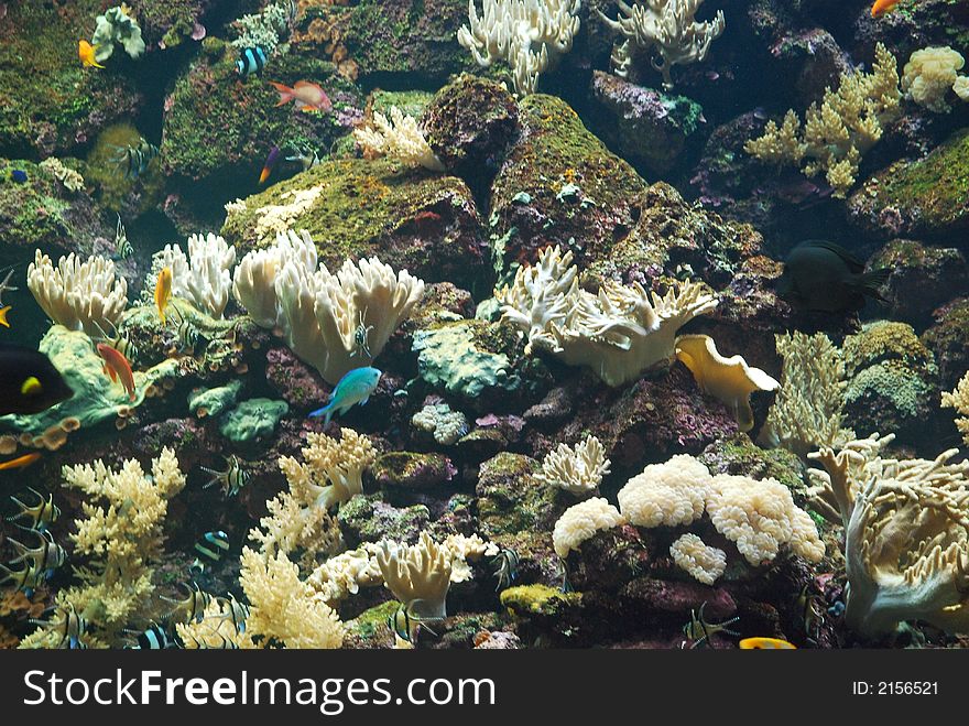 Vibrant coral reef with numerous fish and vegetation in the sea. Vibrant coral reef with numerous fish and vegetation in the sea