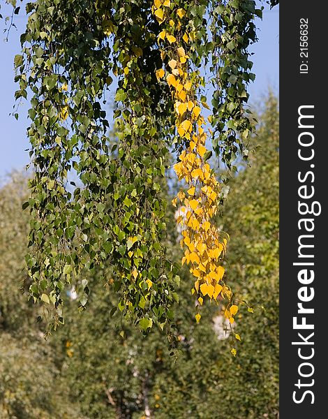 Foliage of a birch in the autumn. Foliage of a birch in the autumn