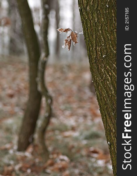Tree with leaves in winter