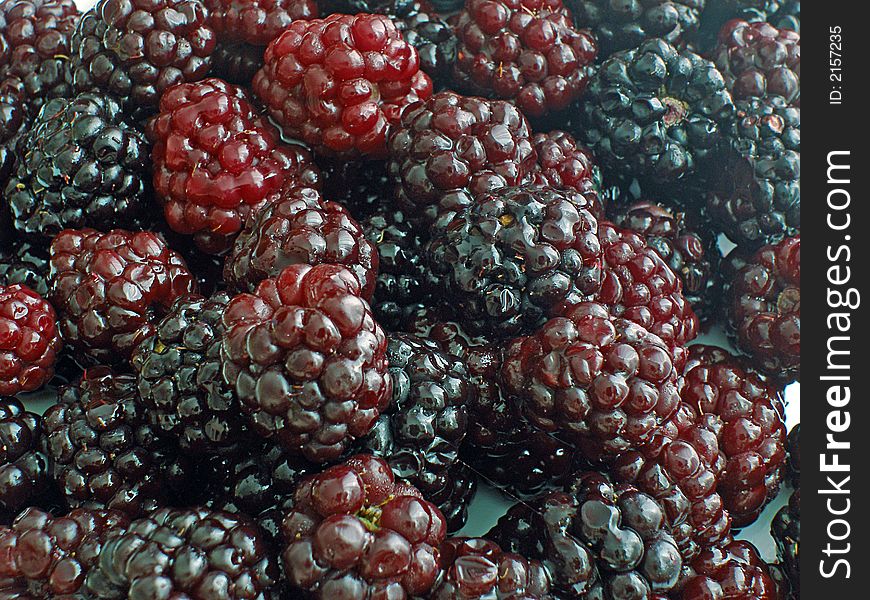 Many Blackberries close up red and black ones. Many Blackberries close up red and black ones
