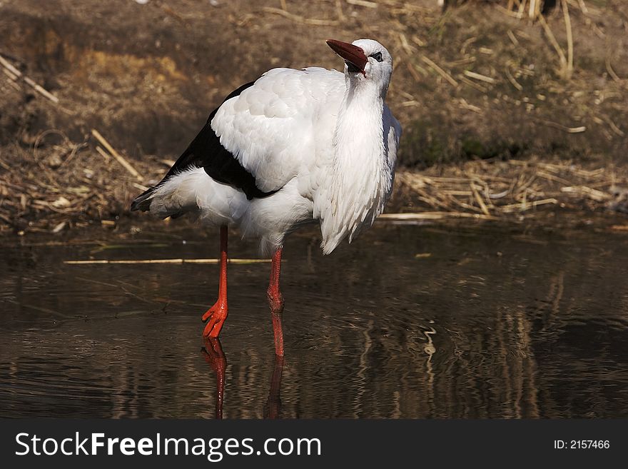 A stork with rare blue eyes. A stork with rare blue eyes