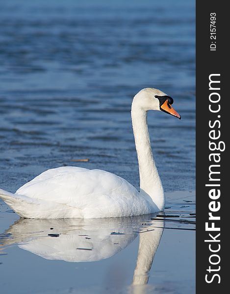 Mute swan, cygnus olor, in morning light on water