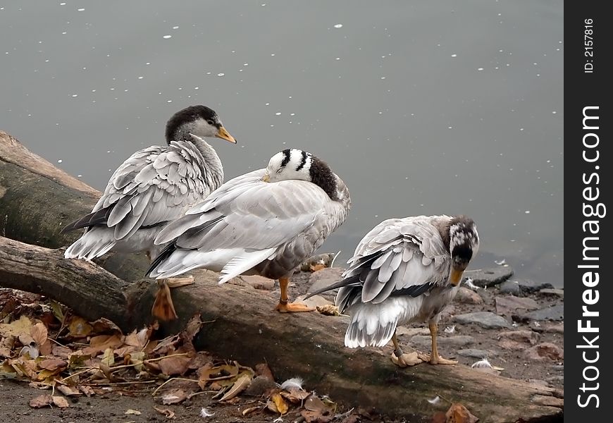 Three ducks on a log on coast of a pond. Three ducks on a log on coast of a pond.