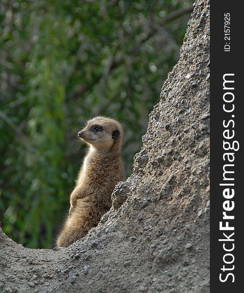 Cute Meerkat seating on the rock. Cute Meerkat seating on the rock