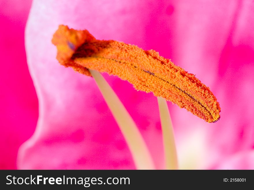 A macro of a stamen.