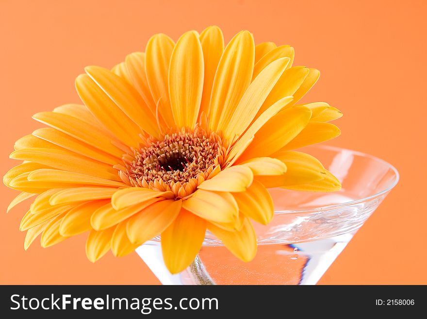 A gerbera daisy in a cocktail glass with an orange background. A gerbera daisy in a cocktail glass with an orange background