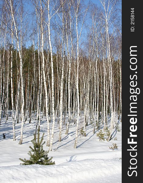 Birches, snow and blue sky