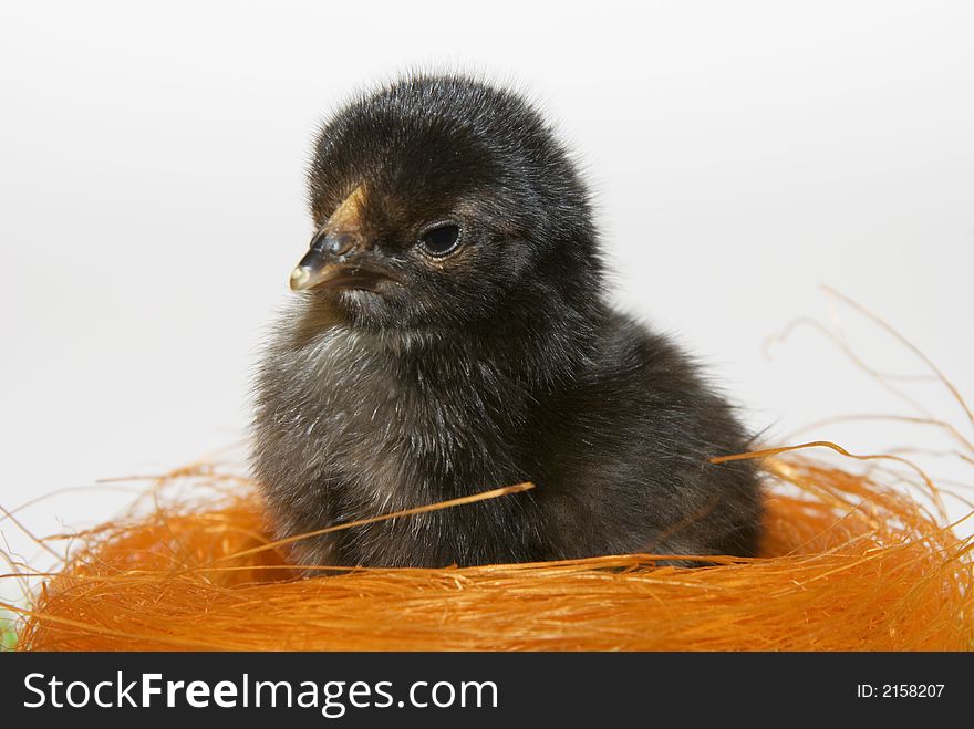 A black chick in a colored nest. A black chick in a colored nest