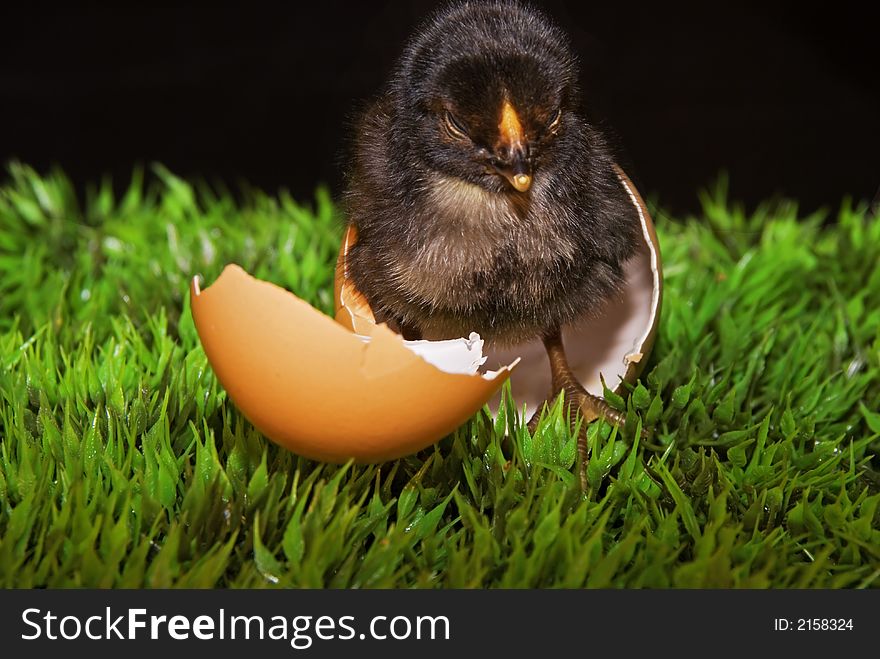 One cute sleepy newborn chick with its egg. One cute sleepy newborn chick with its egg