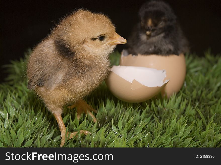 Some cute newborn chickens with their eggs. Some cute newborn chickens with their eggs