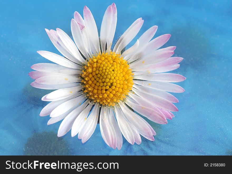 Daisy flower with blur blue background