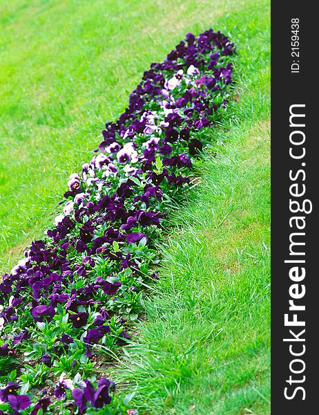 Flower bed from violets, early spring in park. Flower bed from violets, early spring in park