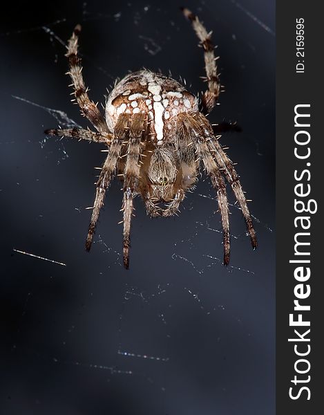 Crusader spider on the web. Crusader spider on the web