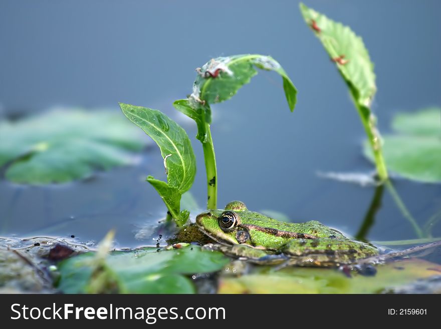 Green frog in clear blue lake. Green frog in clear blue lake