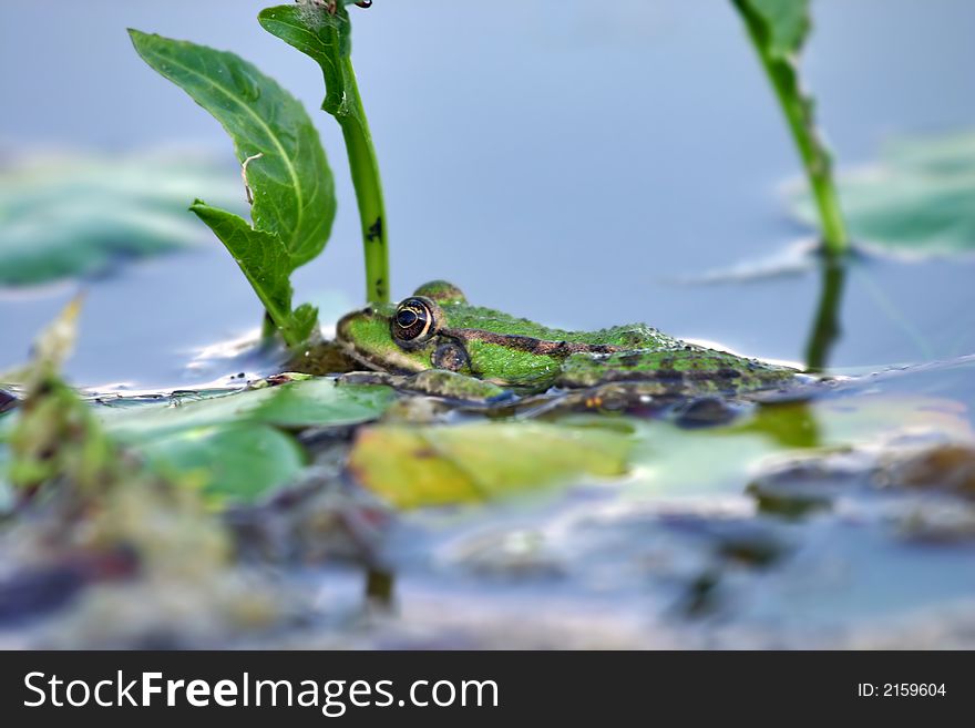 Green frog in blue lake. Green frog in blue lake
