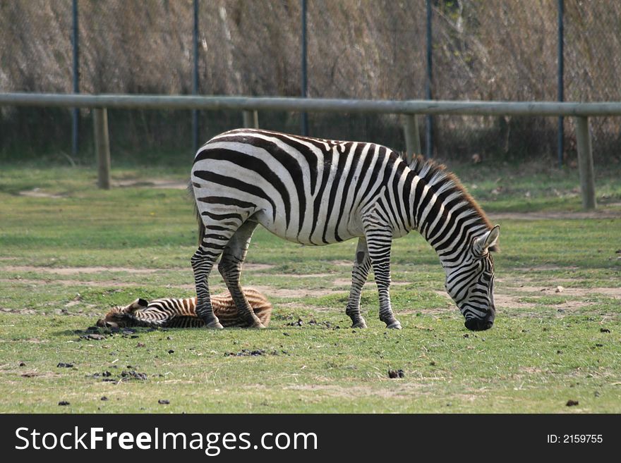 Wild zebras eating green grasses