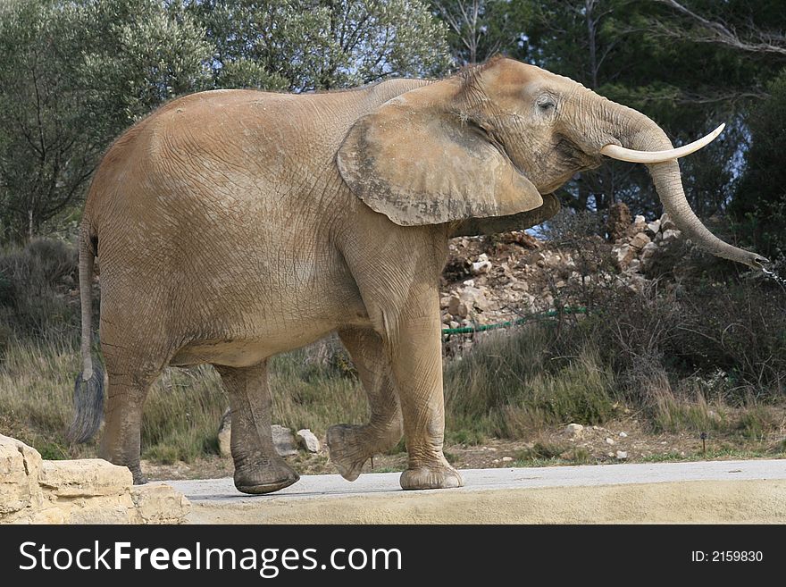 African Elephant walking in the prairie