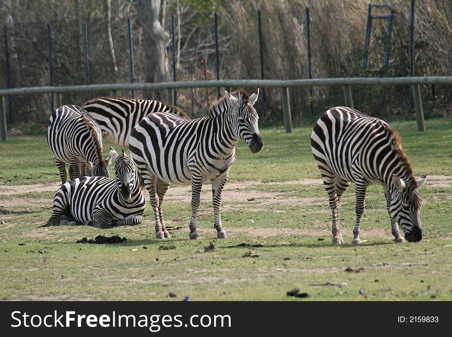 Wild zebras in the zoo