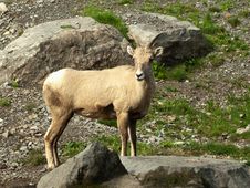 Rocky Mountain Bighorn Sheep Stock Images