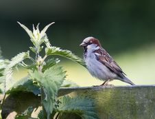 Brown Sparrow Bird Stock Images