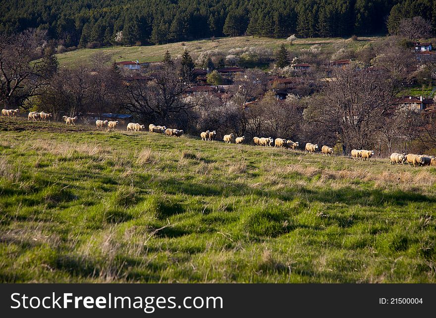 Flock of sheep grazing on green meadow at countryside. Flock of sheep grazing on green meadow at countryside