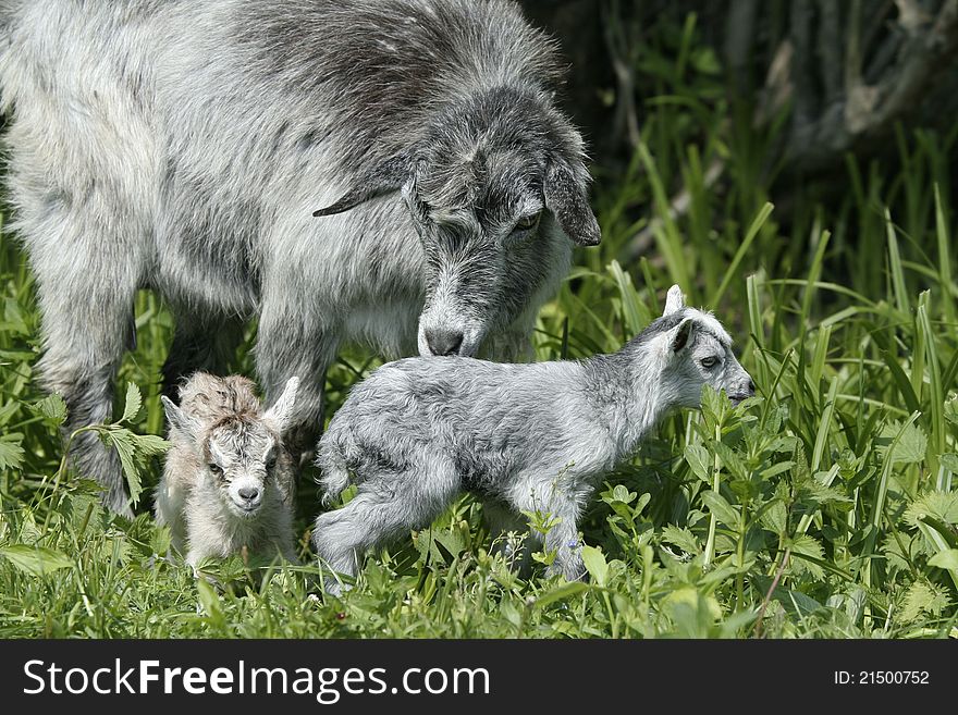 Goat and her kids