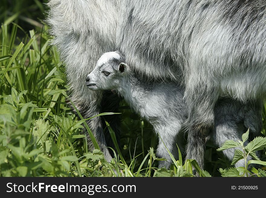 Goat and her newborn kid. Goat and her newborn kid