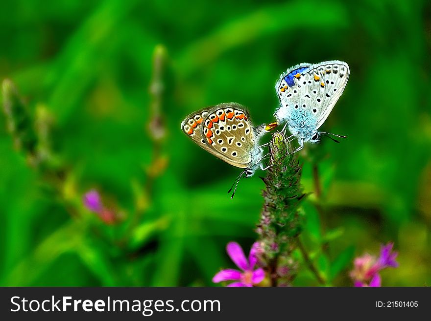 A pair of romantic butterfly on a flower. A pair of romantic butterfly on a flower