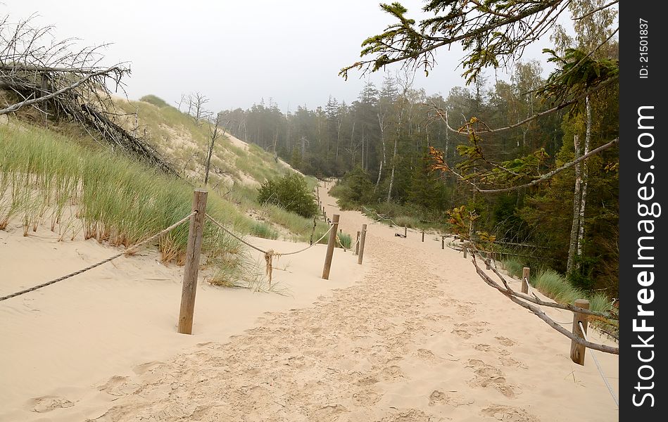 Characteristic sand road between the forest and dunes. Characteristic sand road between the forest and dunes