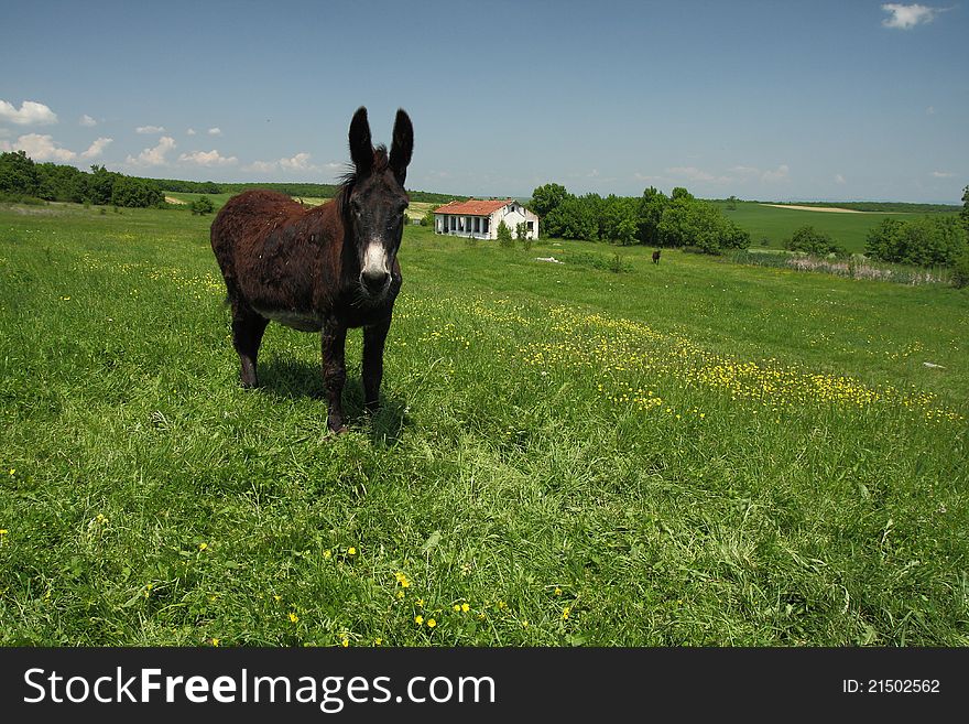 Strandja mountain landscape with a donkey.