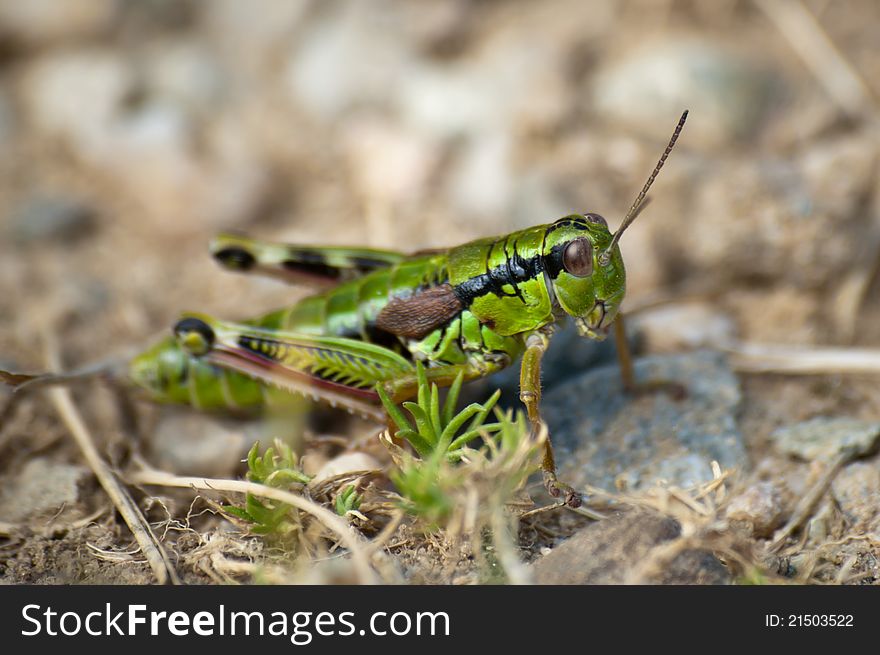 Beautiful green-colored striped grasshopper closeup