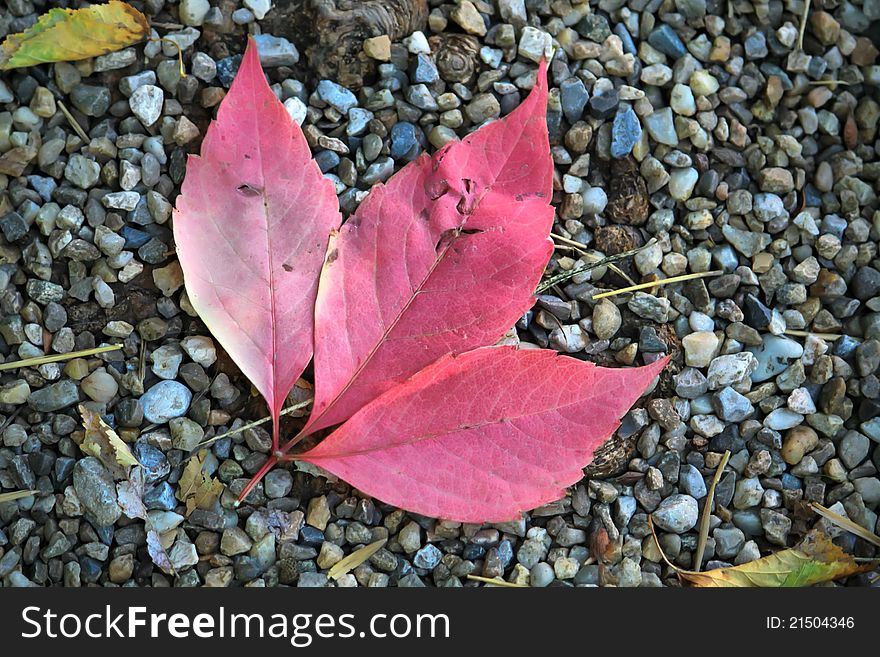 Photo of red leaf on stones