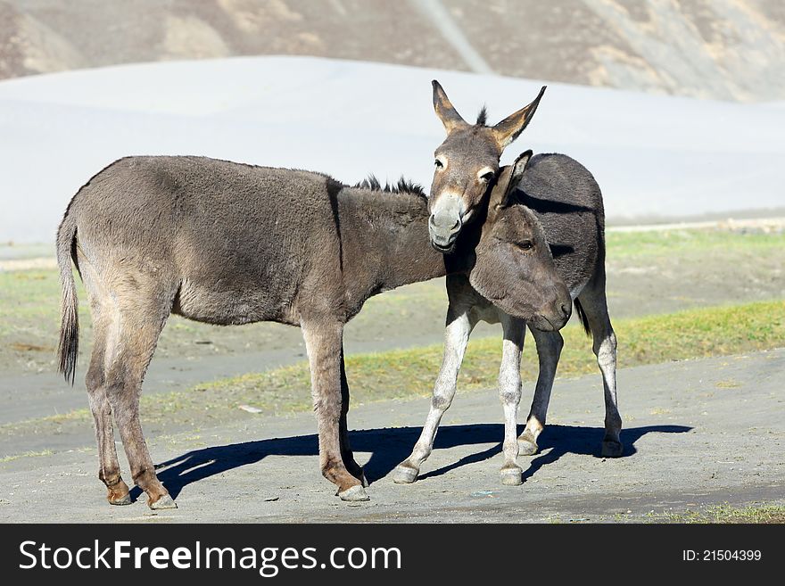 Couple of charming donkeys play on a meadow. Couple of charming donkeys play on a meadow
